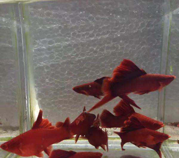 红箭观赏鱼的寿命,养的红箭鱼为何隔几天死一条