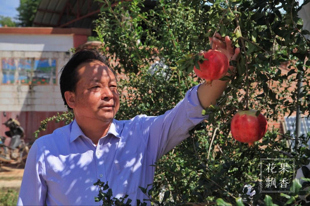 热门产业伤心事：软籽石榴的价格居然会低到2.5元一斤