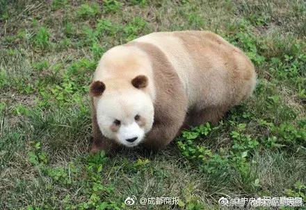 爆笑!收到2米多高代购清单的男子代购回来啦!「蜀黍周趣闻‖NO.43」