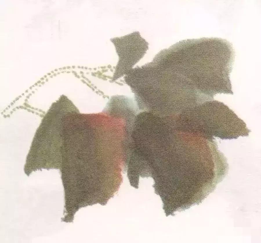 国画牡丹叶子怎样布局,国画牡丹叶子的布局