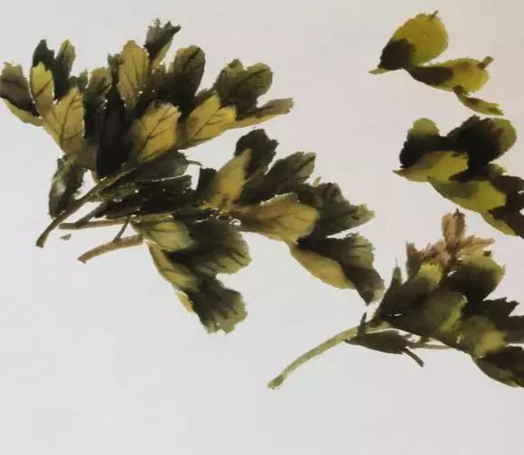 国画牡丹叶子怎样布局,国画牡丹叶子的布局