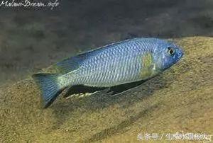 马拉维湖慈鲷口孵品种,马拉维湖岩栖慈鲷