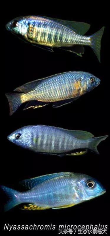 马拉维湖慈鲷口孵品种,马拉维湖岩栖慈鲷