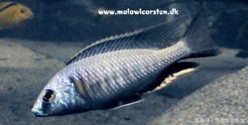 马拉维湖慈鲷口孵品种,马拉维湖岩栖慈鲷