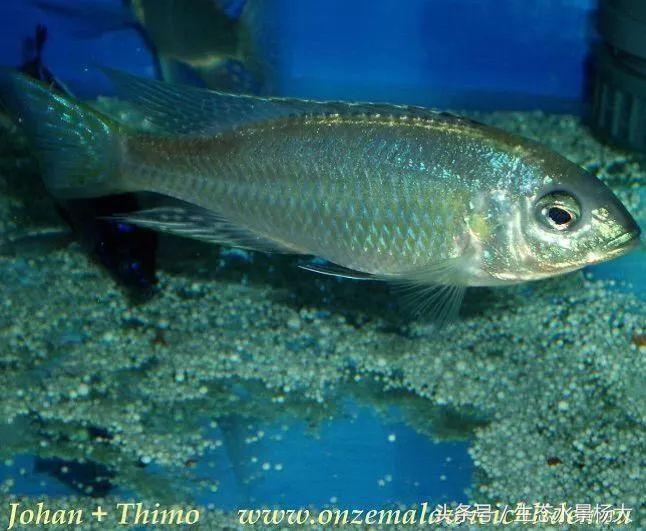 马拉维湖慈鲷口孵品种,马拉维湖岩栖慈鲷