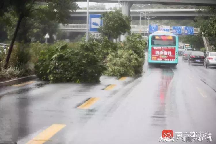 “山竹”过后首个工作日：广东人爬树都要去上班！