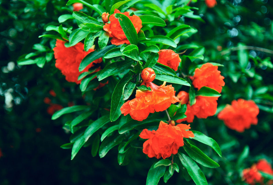 她被称作“天浆之果”，这样吃才对