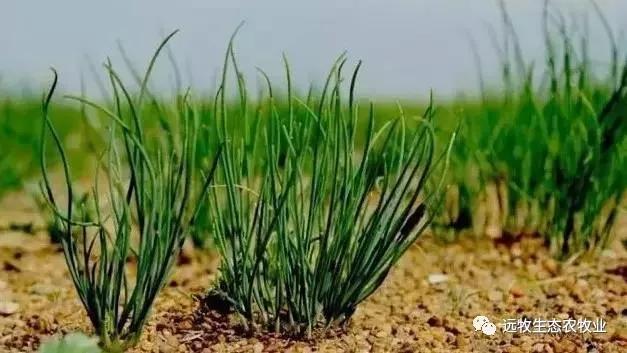 什么叫做生意真正的含义,什么叫做生意完整版