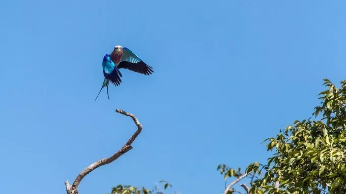 最恐怖的拍摄经历｜我在非洲被长颈鹿强吻了……