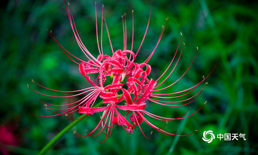 重庆主城哪里可以看曼珠沙华 (雨中的曼珠沙华)