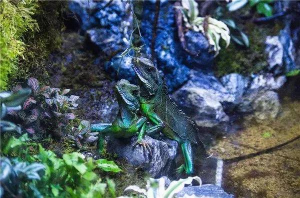 重庆动物园推荐熊猫,重庆动物园冬天有小熊猫吗