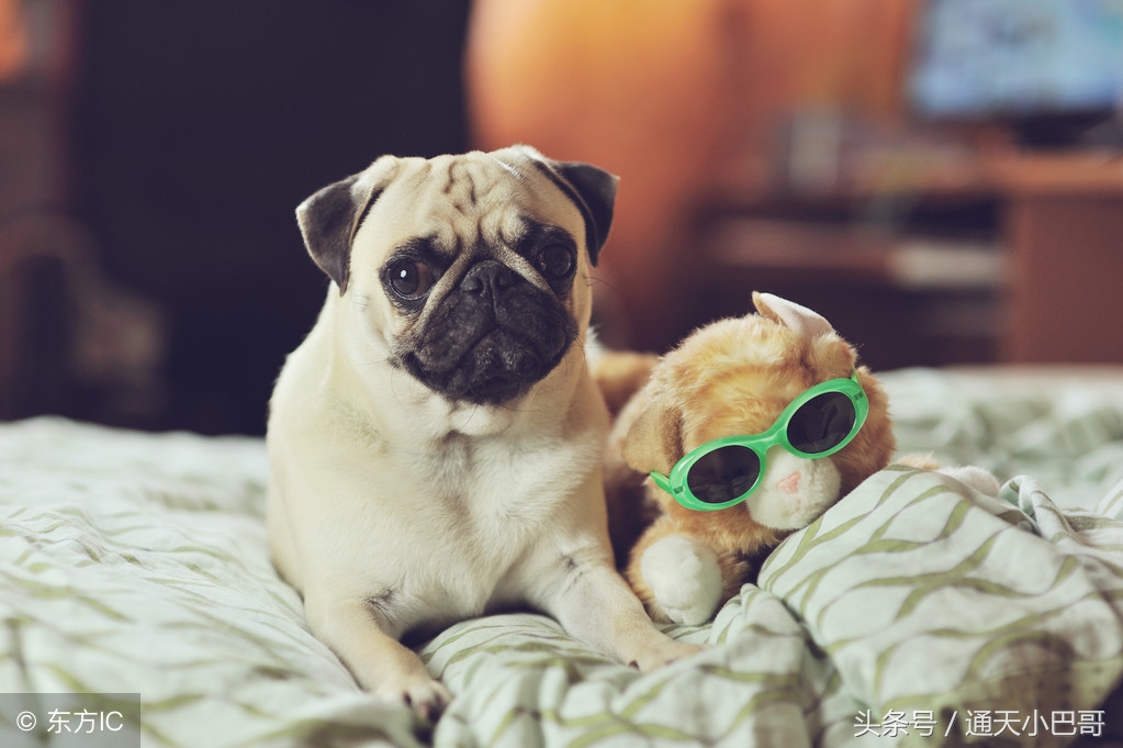 十大最丑的巴哥犬,巴哥犬的特点有哪些