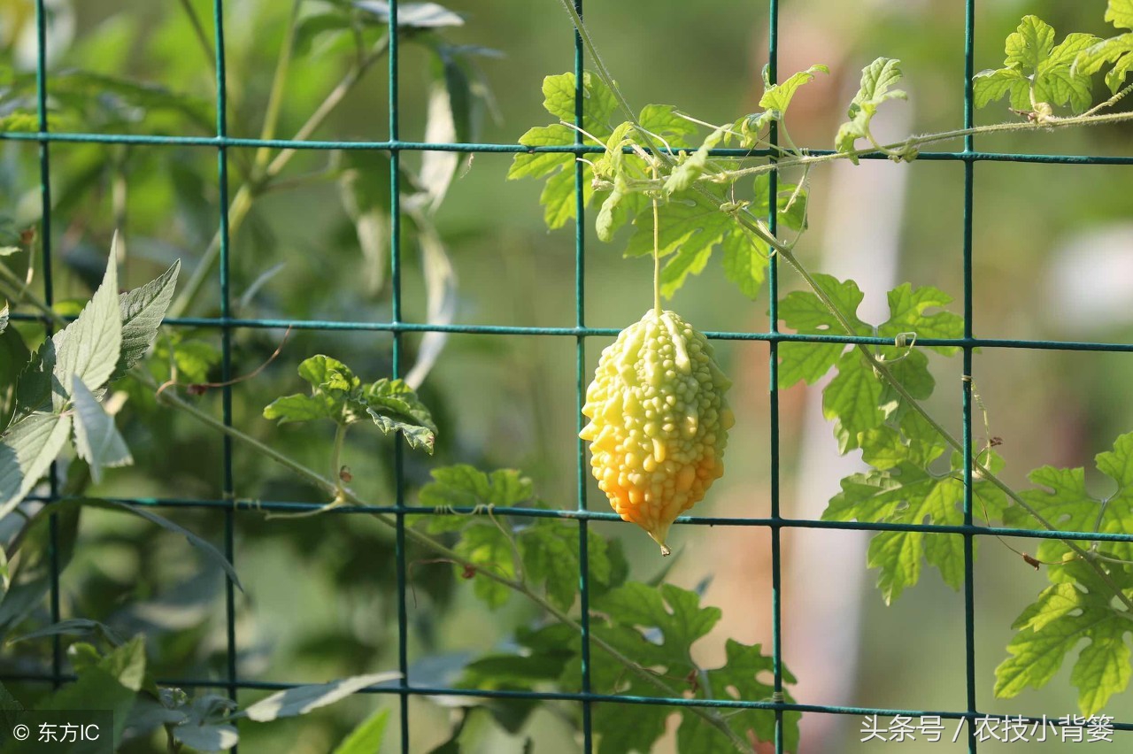 这种金灿灿的农村瓜你见过吗？教你怎么种、怎么选、怎么吃！