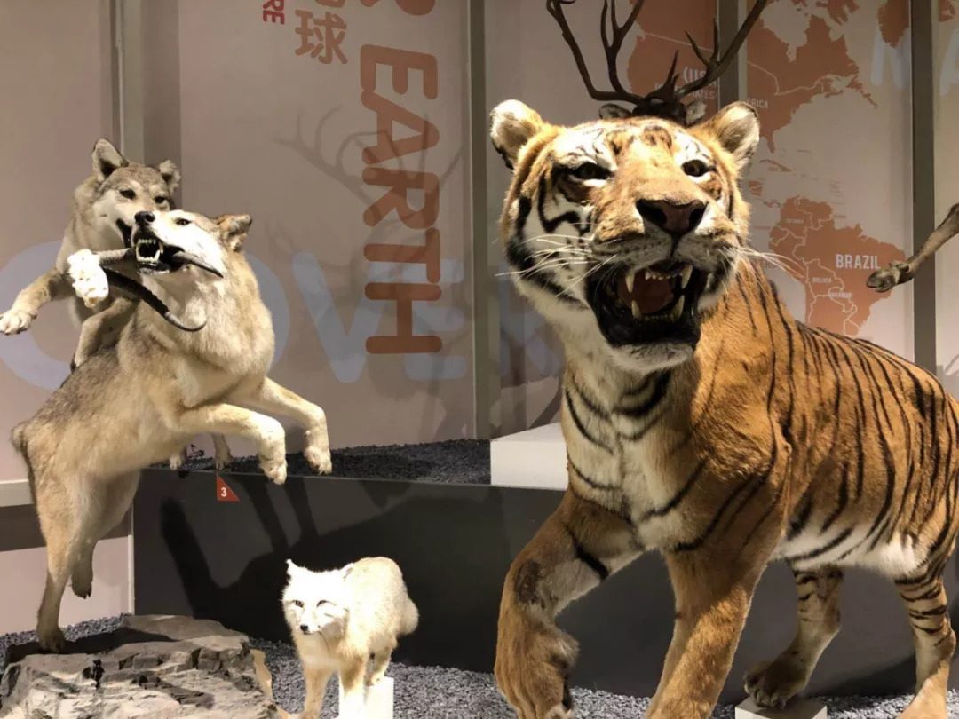 羊驼开门视频,羊驼出门迎接主人