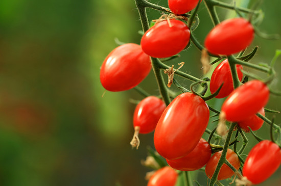 阳台种菜种小萝卜,阳台种菜自己种点豌豆尖