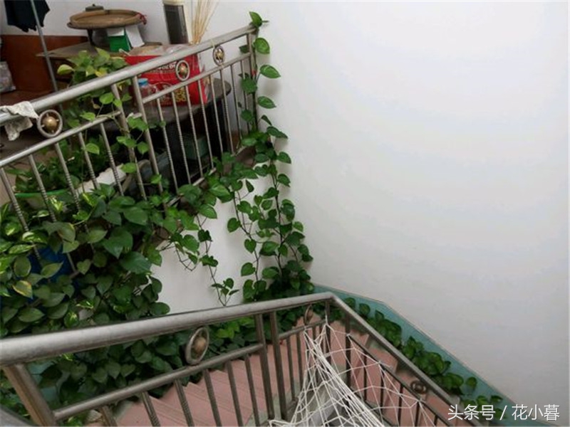 绿萝怎样爬墙长得快,绿萝可以直接爬墙吗