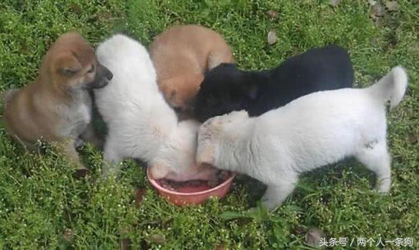 怎么改正狗狗狼吞虎咽,怎么纠正狗狗进食过快