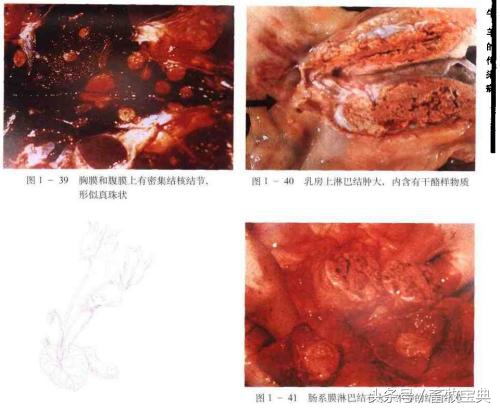 养牛跟我学第一篇第二章第二节