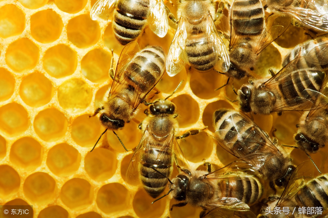 陕西老蜂农蜂蜜多少钱一斤,老蜂农蜂蜜510g