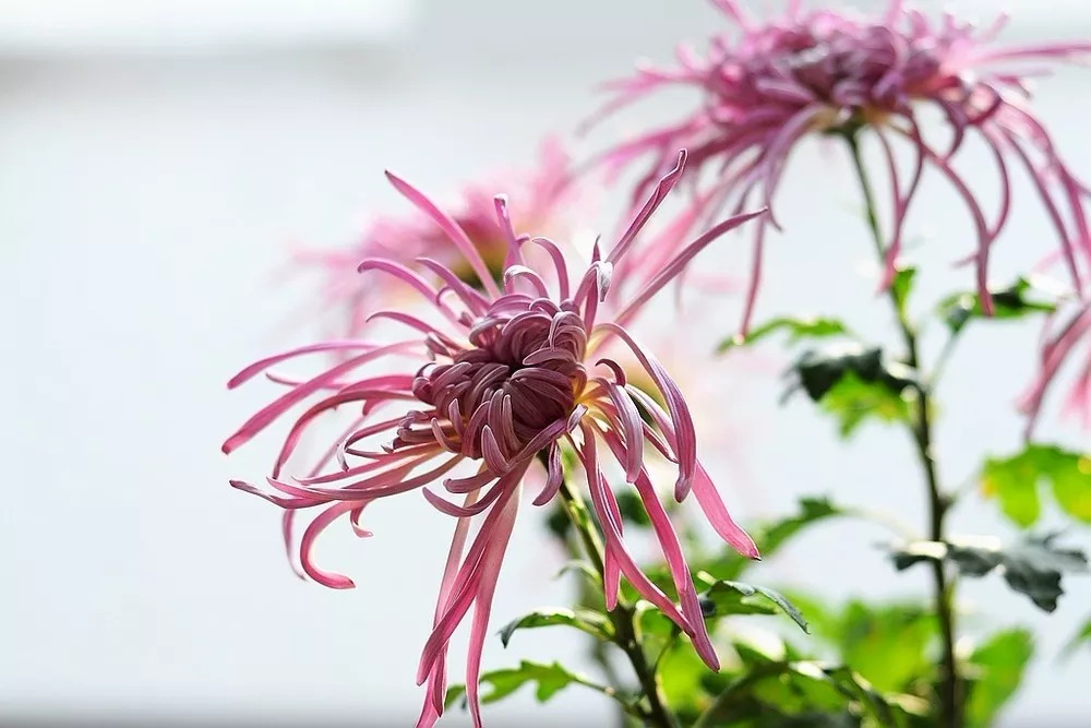 秋日赏菊30张菊花图美到心醉,美到令人心醉的菊花图片