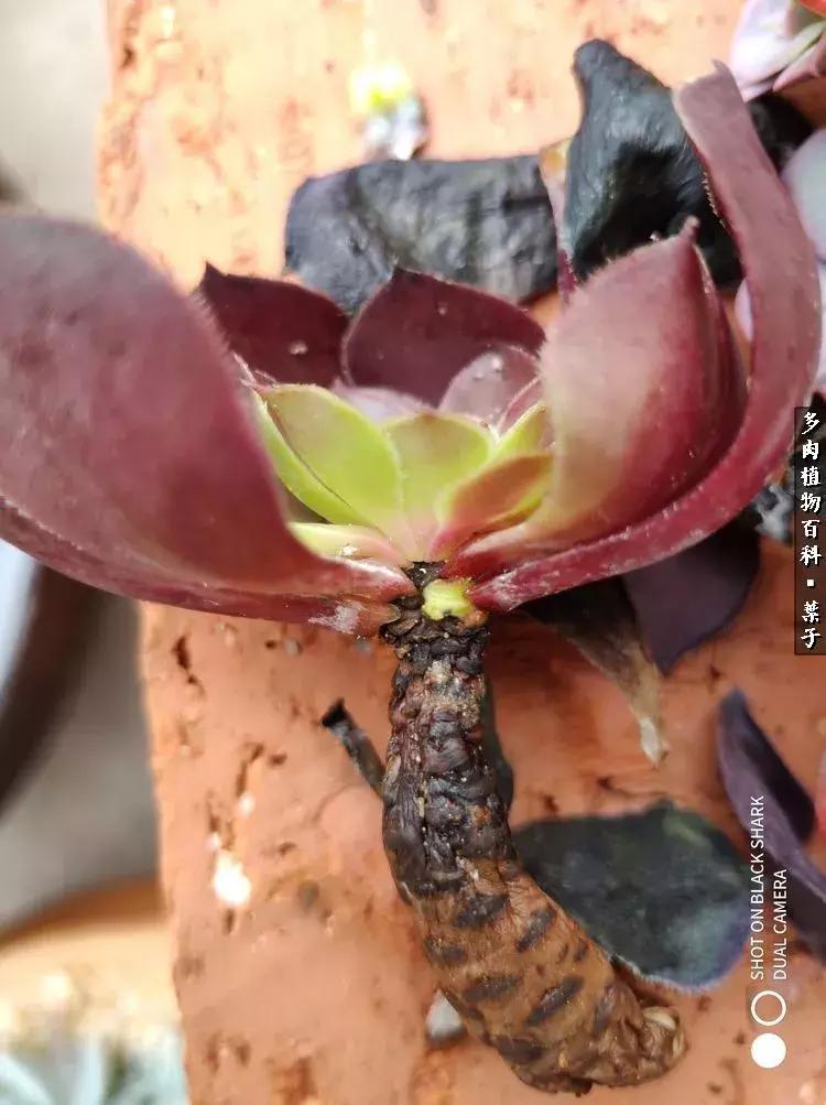 凉风至白露降寒蝉鸣下一句,夏天多肉小白虫消灭方法