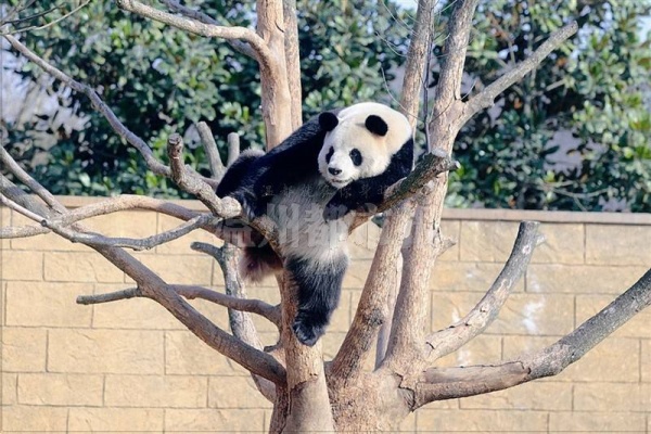 你见过熊猫的视频,限量版的熊猫金币