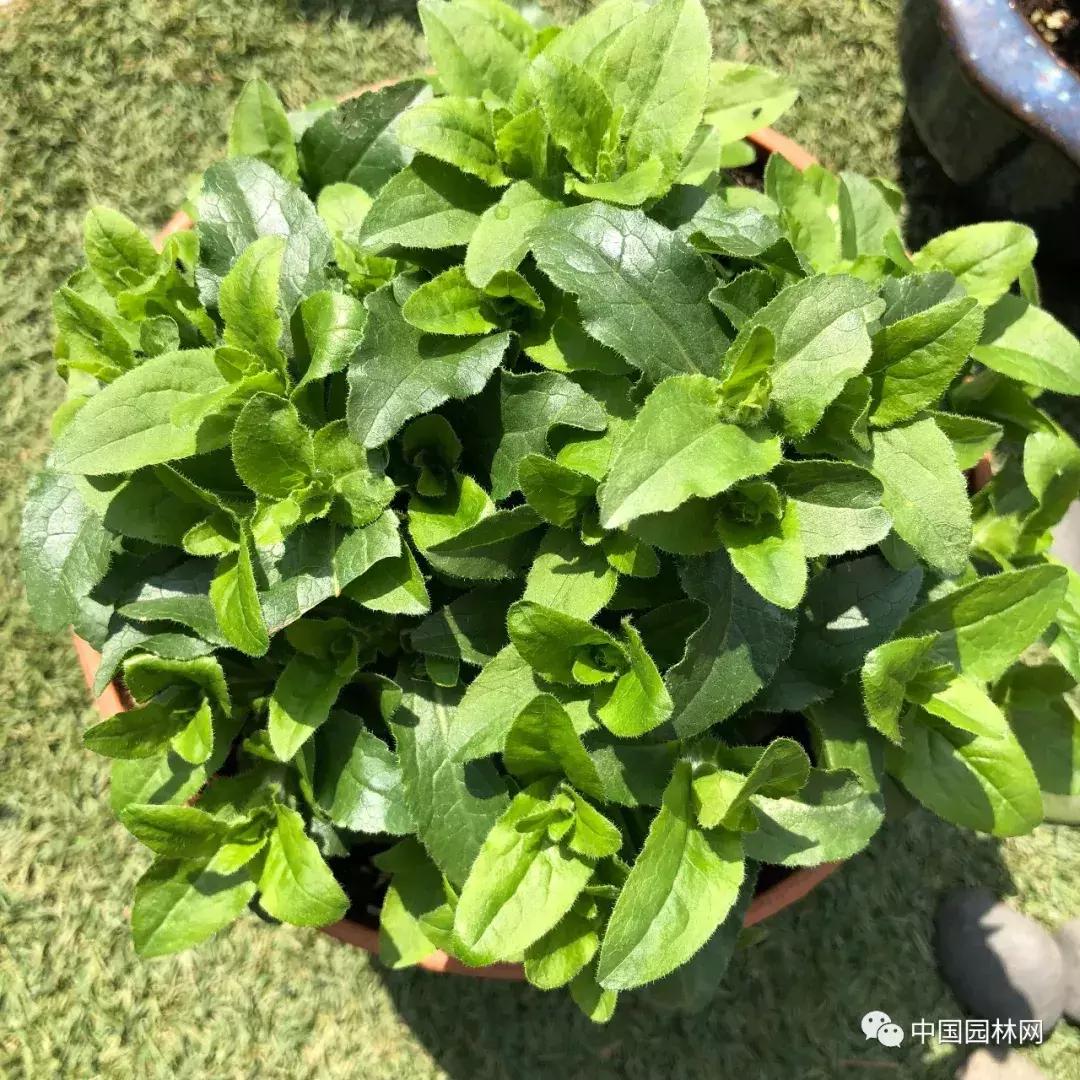 风铃草欣赏,风铃草的生长特点