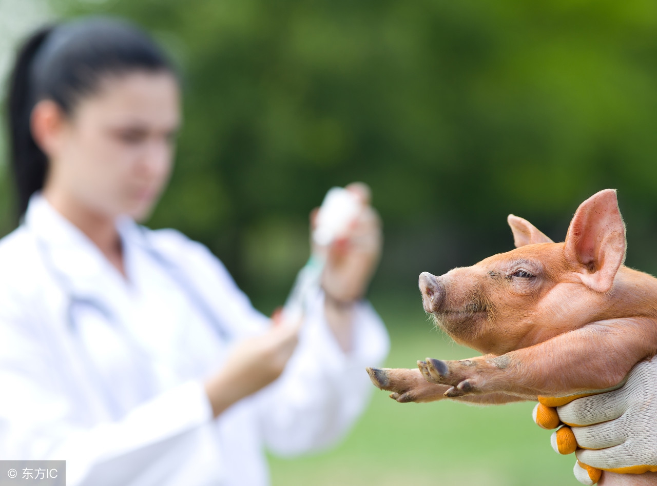 猪圆环疫苗都是灭活的吗,伪狂犬疫苗和圆环疫苗能一块打吗