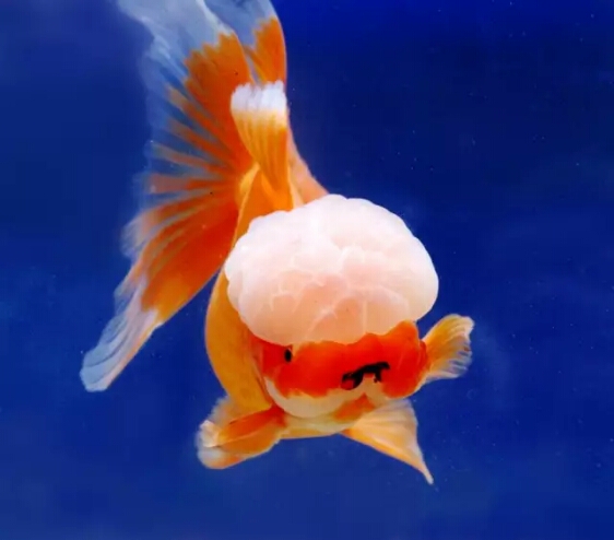 开个金鱼店赚钱吗,广州怎么开金鱼店