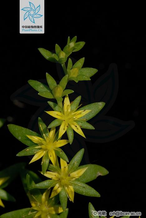 月季香槟玫瑰,月季玫瑰蔷薇你分得清吗