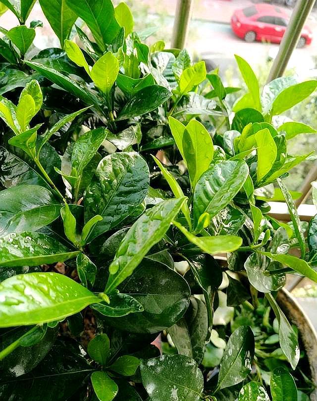 栀子花黄叶后怎么处理最好,刚买的栀子花黄叶掉花苞该怎么办