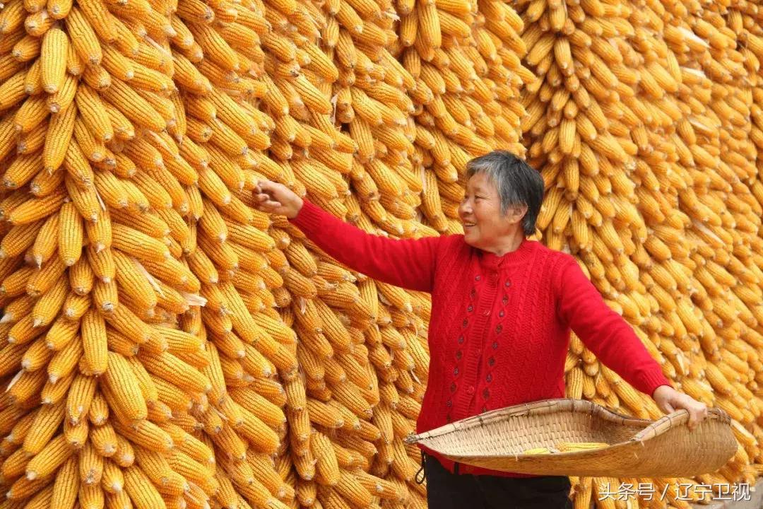 辽宁粮食节直播,辽宁卫视丰收节现场直播