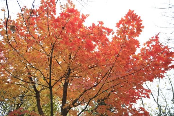 浙江长兴苗木展会,2020中国长兴苗木大会