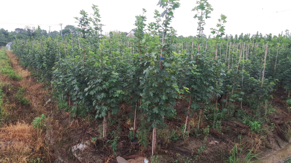 浙江长兴苗木展会,2020中国长兴苗木大会