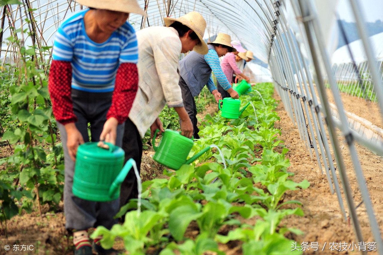 氯化钾和复合肥哪种好,氯化钾和硫酸钾哪个水溶性更好