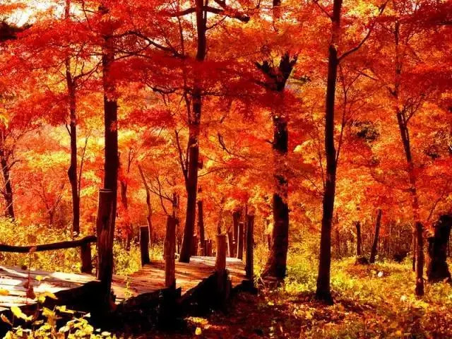 敦化寒葱岭红叶谷风景,吉林红叶最新视频