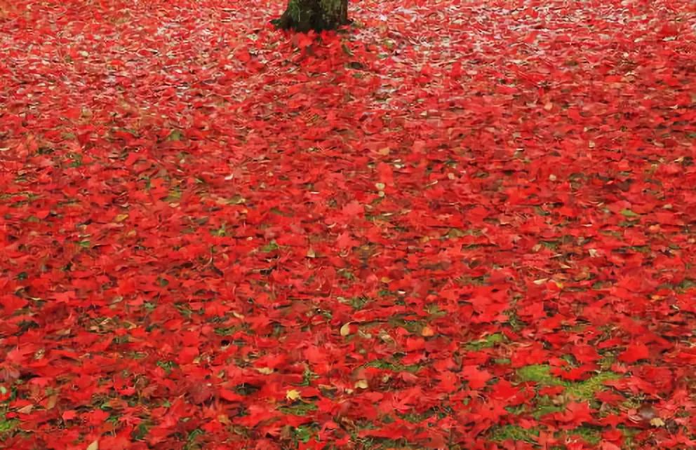 敦化寒葱岭红叶谷风景,吉林红叶最新视频