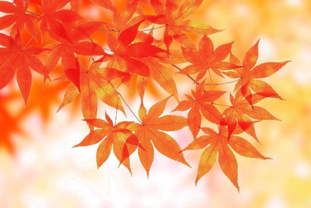 敦化寒葱岭红叶谷风景,吉林红叶最新视频