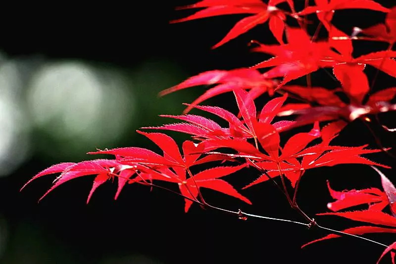 敦化寒葱岭红叶谷风景,吉林红叶最新视频