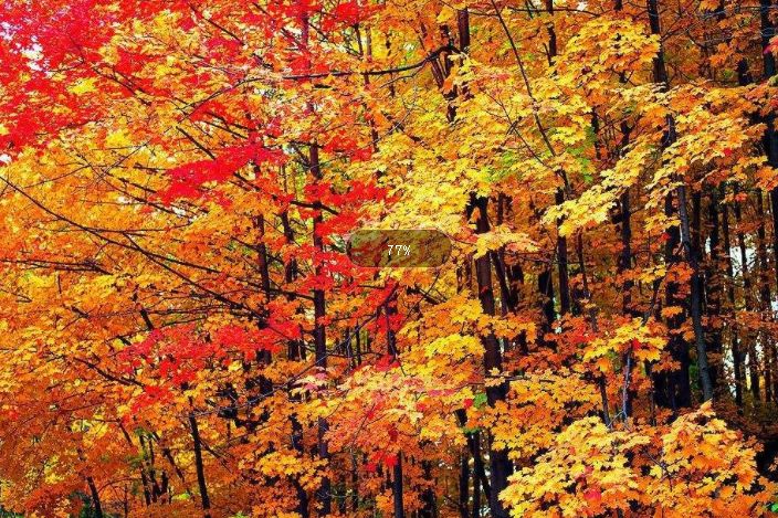 敦化寒葱岭红叶谷风景,吉林红叶最新视频