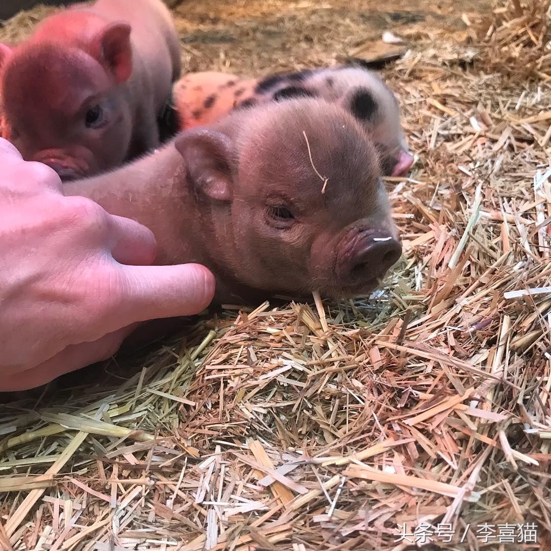 什么宠物猪可爱最好养呢,宠物猪的饲养方法