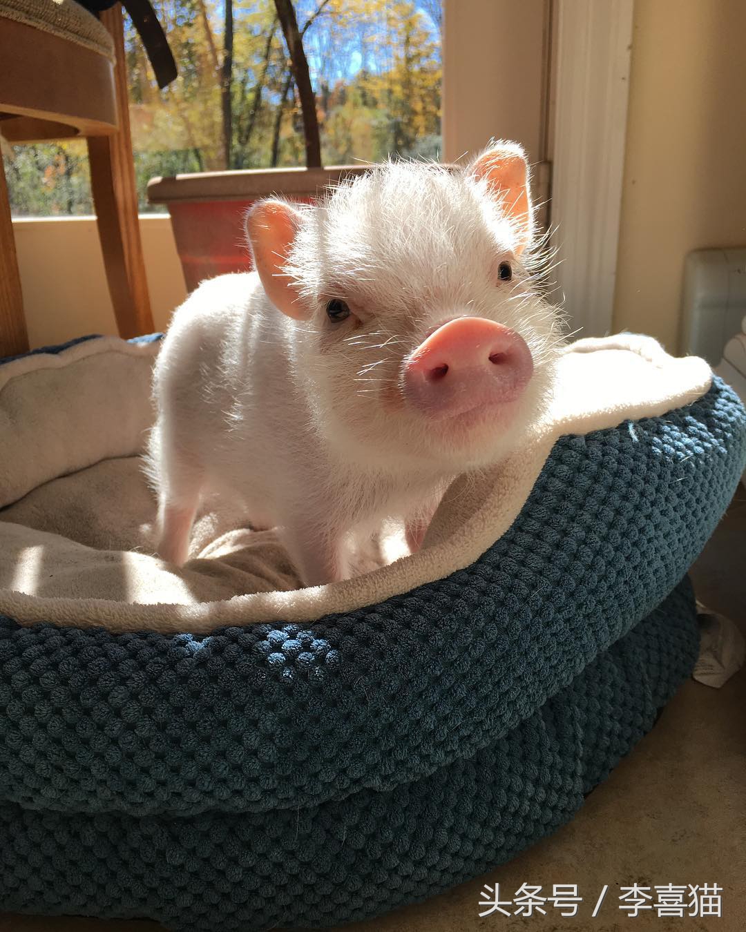 什么宠物猪可爱最好养呢,宠物猪的饲养方法