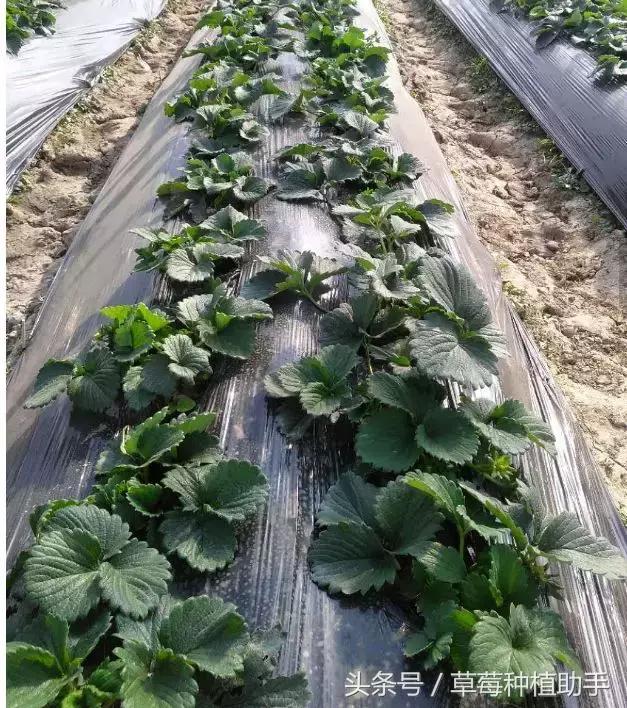 草莓控旺最简单的方法和配方,草莓育苗期控旺最安全的办法
