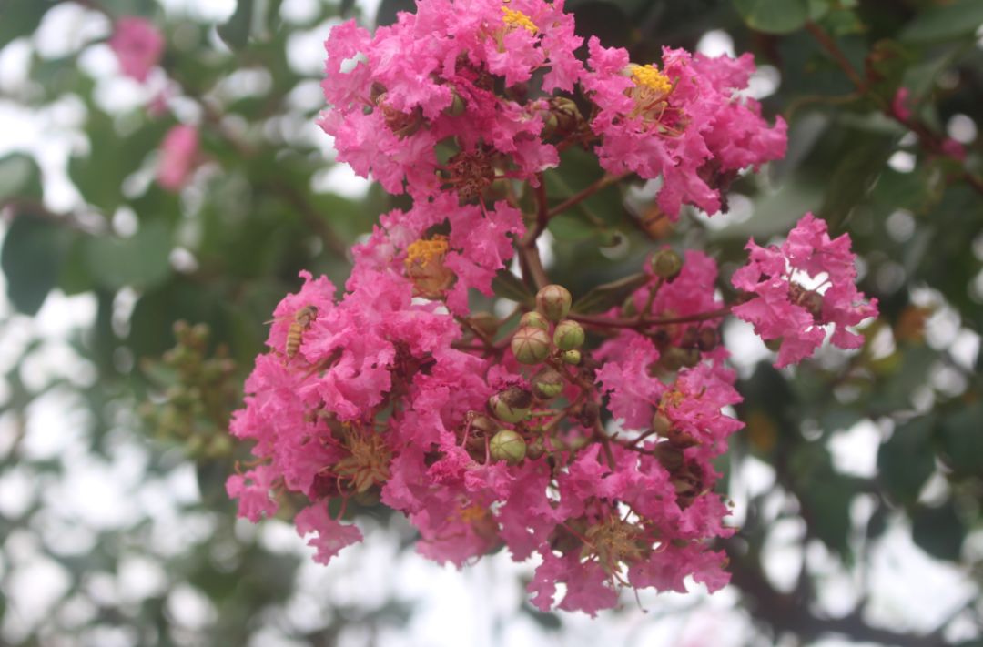 最好看的紫薇花美景,初秋靓丽的紫薇花