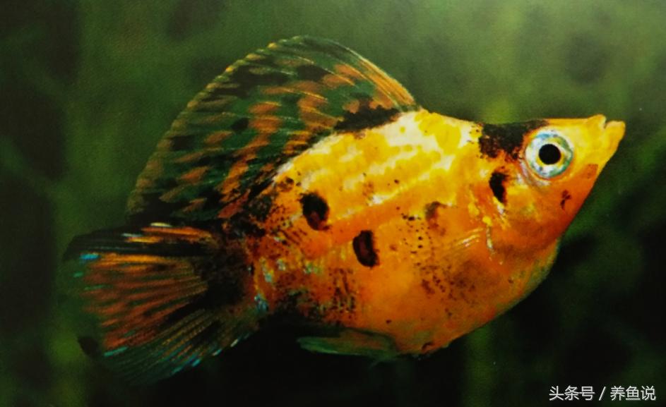 观赏玛丽皮球鱼,玛丽鱼和什么鱼相似