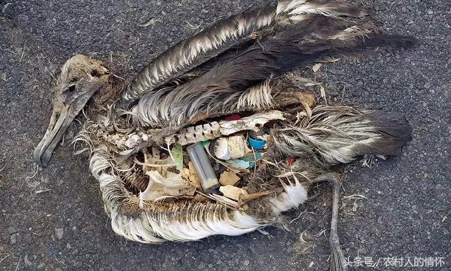 “三竹”过后真正的报应来了