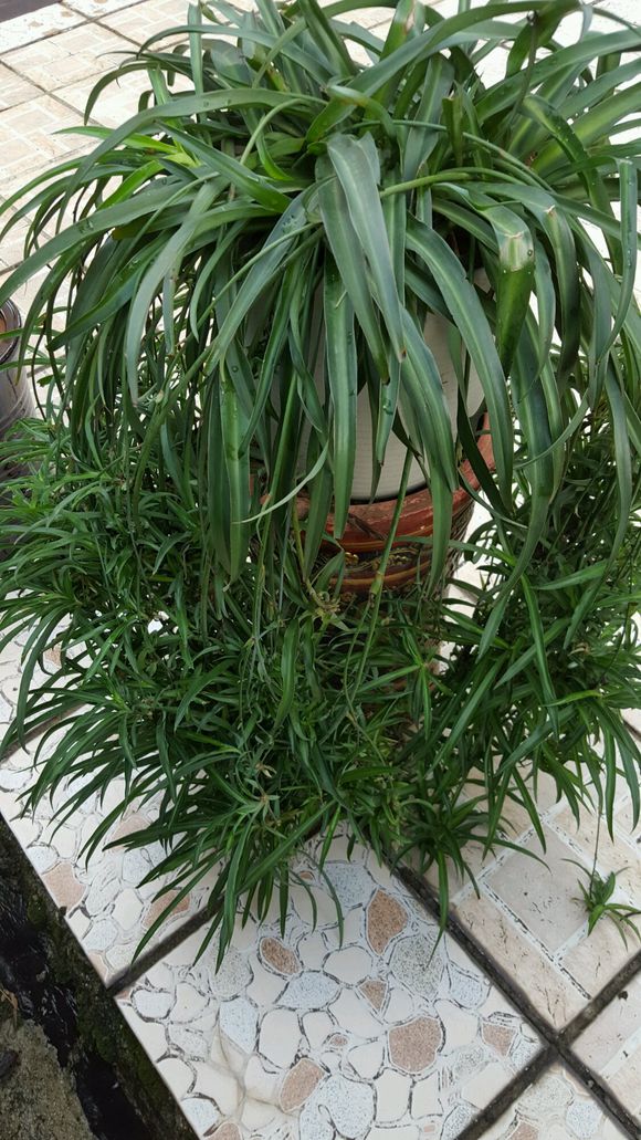 绿萝洗干净就可以水养了么,绿萝吊兰长势慢