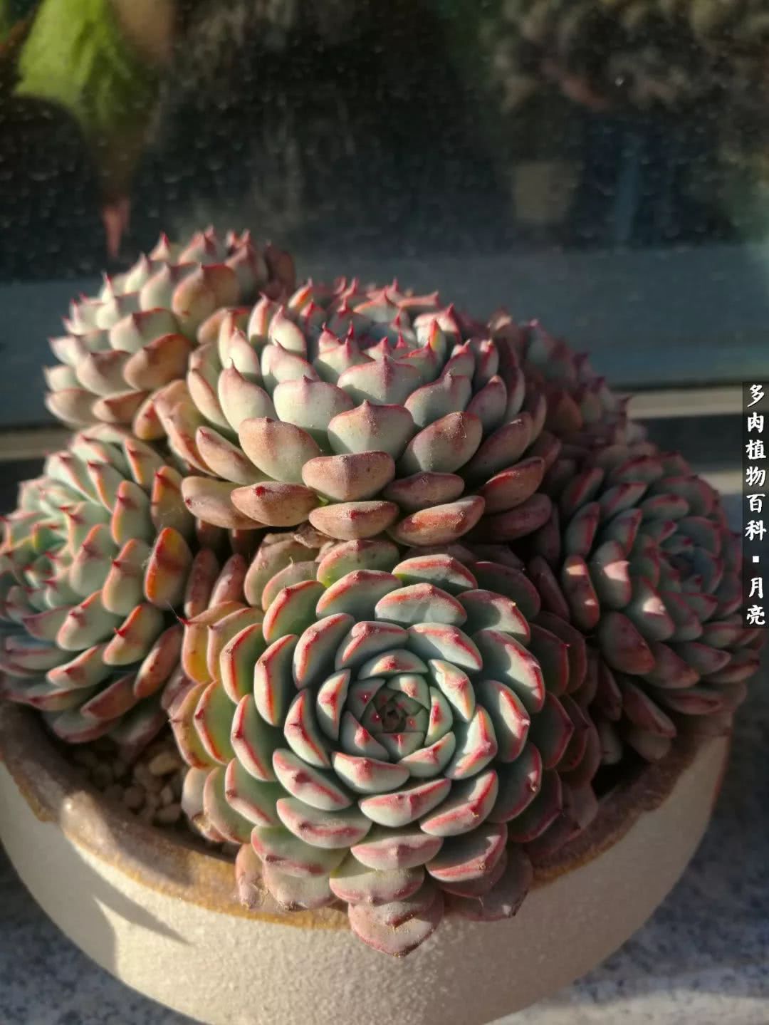 养了五年多肉没一盆“干货”？终于总结出原因了！