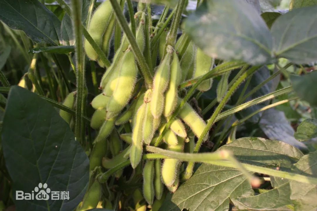 丰收节献五谷,丰收节五谷不分技巧