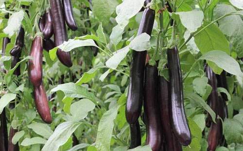 茄子种植根茎细怎么办,茄子种植前如何处理